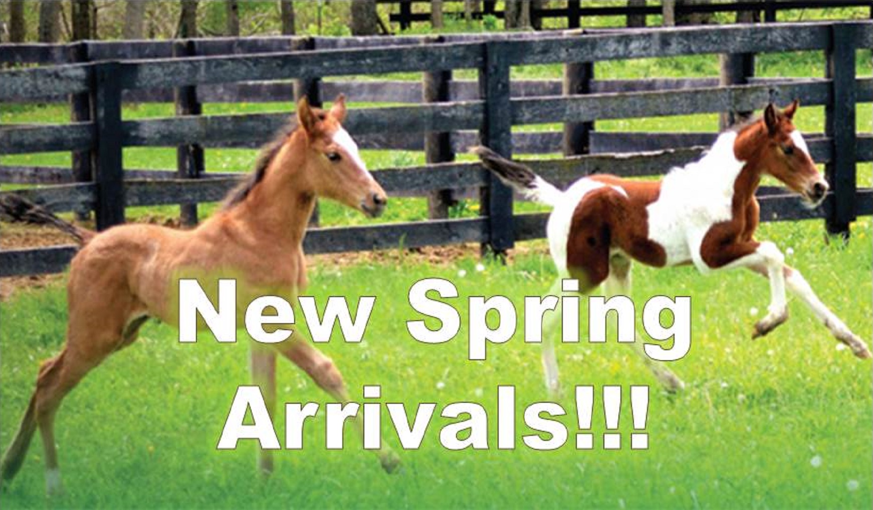 Western Boots, Jeans, Clothes, Hats, Tack & More Horsetown Western Stores